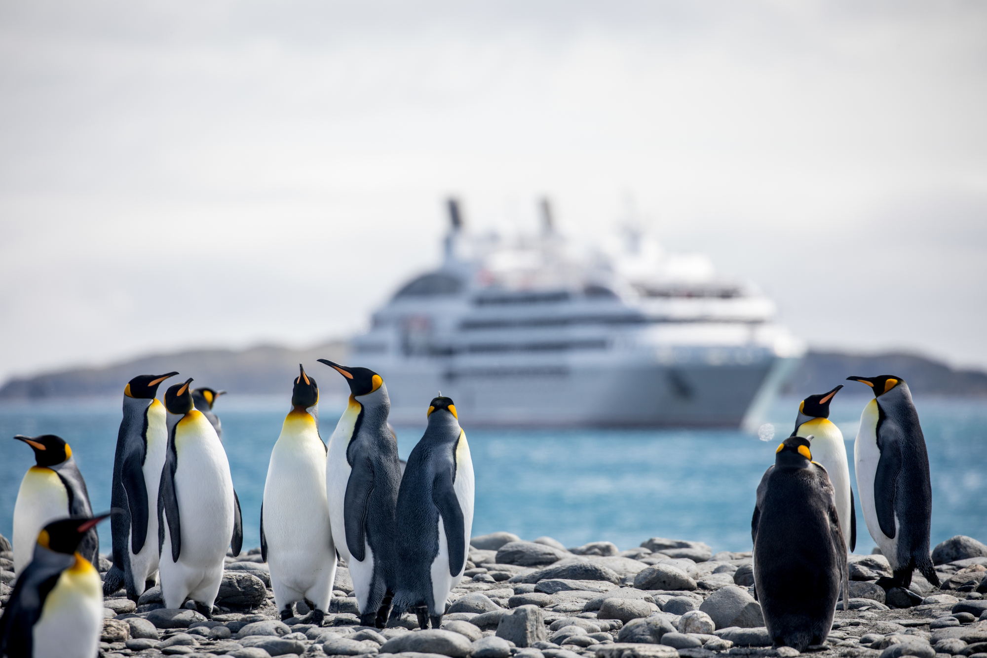 南极三岛传奇航线再启 以专业视角解锁南极密码