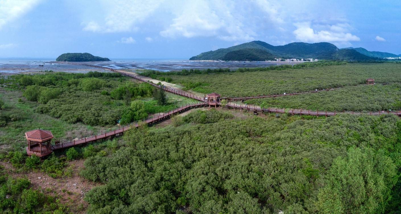 马爹利在中国启动红树林保护项目 新闻资讯 第1张