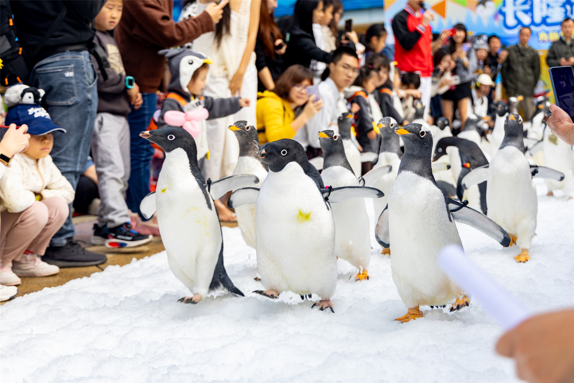 长隆企鹅酒店盛大举行帝企鹅“毕业”首展，引领游客探索南极生态奥秘 新闻资讯 第4张