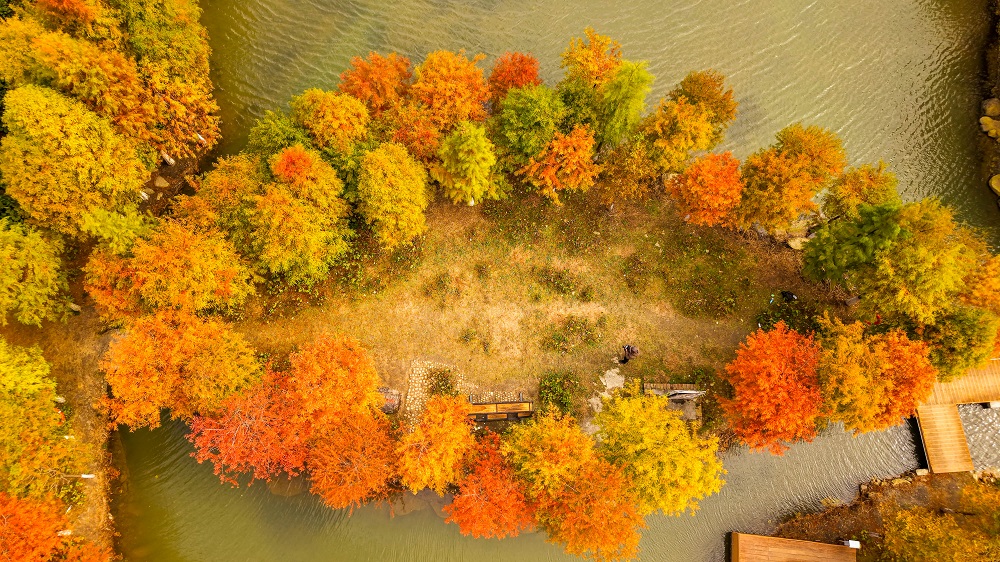 第十九届新丰枫叶季圆满启幕：粤北枫红处，文旅新章开 新闻资讯 第2张