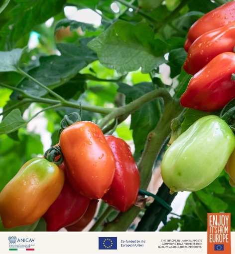  欧洲红金・臻藏番茄 年度推广盛典全纪实